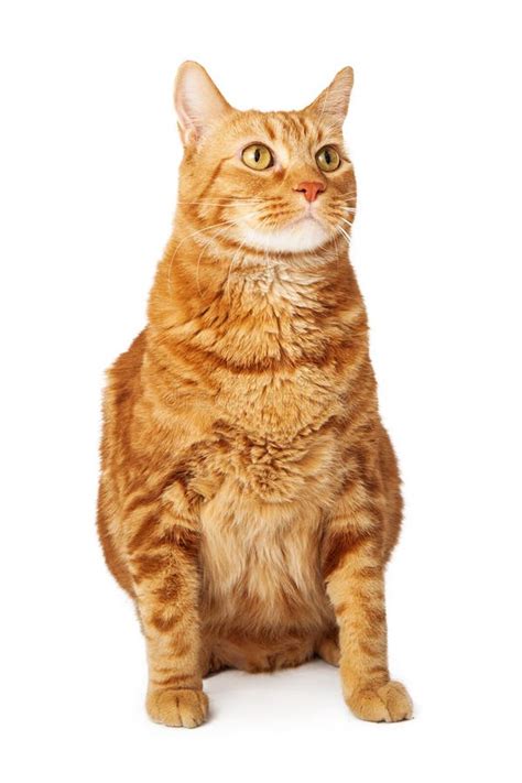 Orange Tabby Cat Sitting Looking To The Side Stock Image Image Of