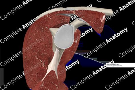 Glenoid Labrum | Complete Anatomy