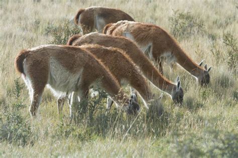 wildlife_chile