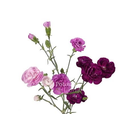 Mini Carnation Moon Assorted Purple Lavender Shades Potomac