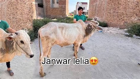 Finally Qurbani Ka Janwar Lelia😍 Masoom Cow Eid 2024 Youtube