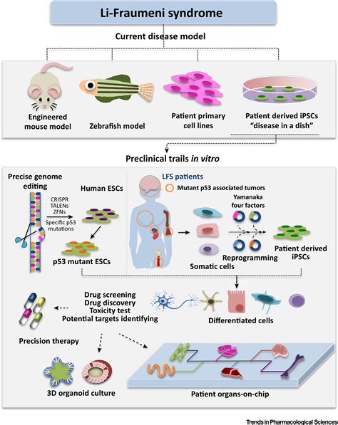 LiFraumeni Syndrome Disease Model A Platform To Develop Precision