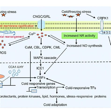 Representative Diagram Of Cold Responsive Signaling Pathway In Plants Download Scientific