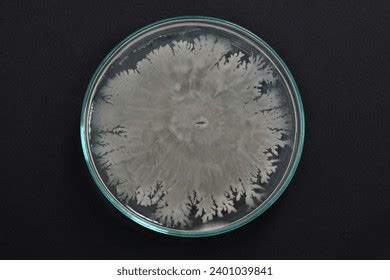 Bacteria Microbiology Bacterial Colony Morphology Bacterial Stock Photo