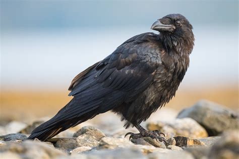 Korppi Corvus corax