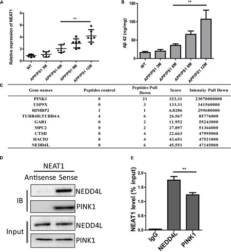 Frontiers Depletion Of Lncrna Neat1 Rescues Mitochondrial Dysfunction