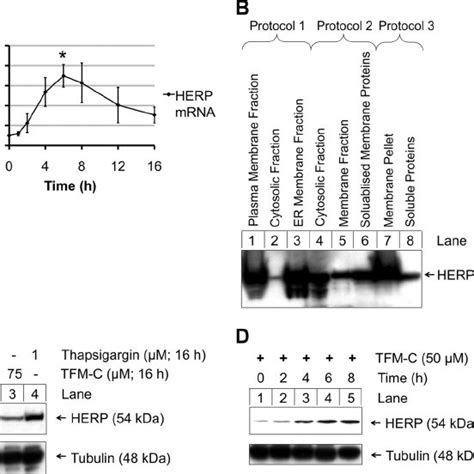 Tfm C Up Regulates Mrna And Protein Levels Of Herp A Kinetics Of