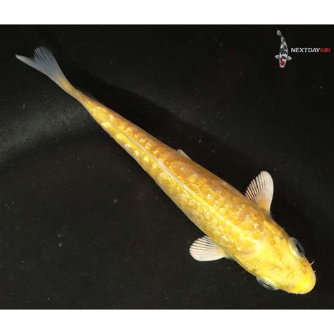 4 5 Imported Doitsu Gin Rin Yamabuki Ogon Koi Fish For Sale