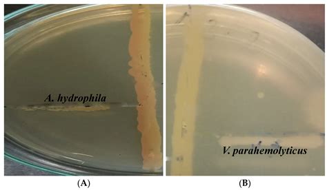 Antibiotics Free Full Text Isolation And Characterization Of A