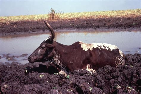 ‎cattle Stuck In Mud By The River Uwdc Uw Madison Libraries