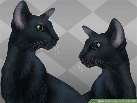 How to Identify an Oriental Cat: 9 Steps (with Pictures) - wikiHow