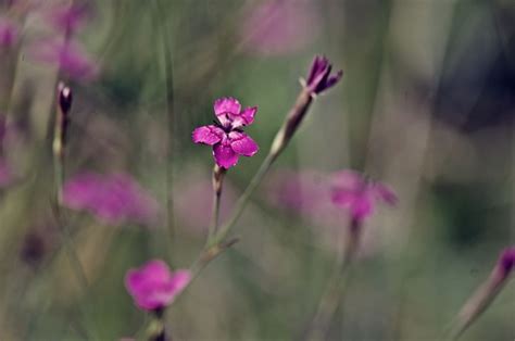 Feder Blume Rosa Kostenloses Foto Auf Pixabay Pixabay