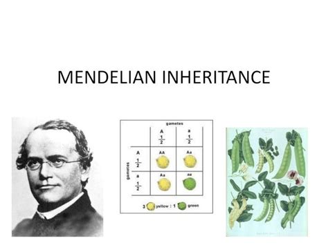 PDF MENDELIAN INHERITANCE MENDELIAN INHERITANCE Gregor Mendel