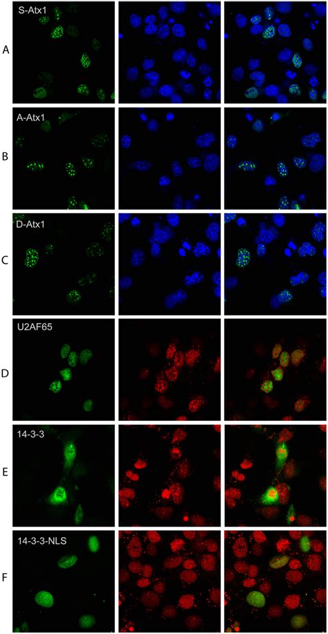 Expression Of CFP And YFP Tagged Proteins In COS Cells Left Panels