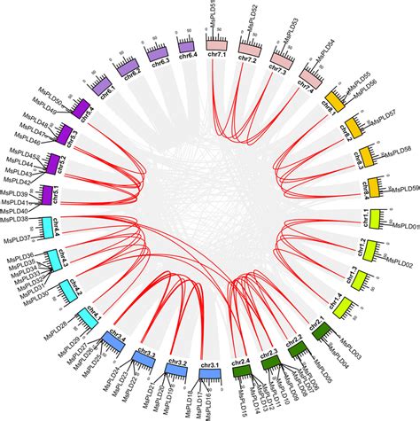 Gene Duplication Analysis Of The Msplds The Msplds Were Mapped To