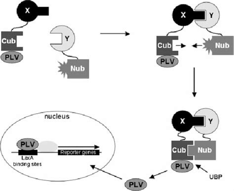 The Split Ubiquitin System Proteins Of Interest X And Y Are Fused To Download Scientific