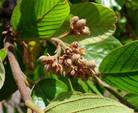 African Plants A Photo Guide Monotes Africanus A DC