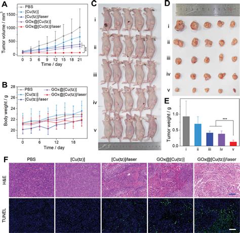 A Tumor Volumes And B Body Weights Of Mice Over Time After The