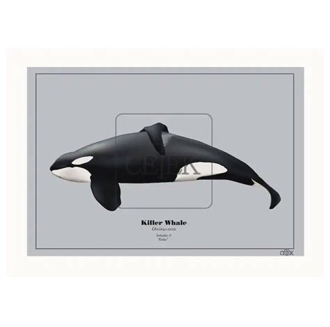 Keiko Icelandic Orca Art Print - Etsy