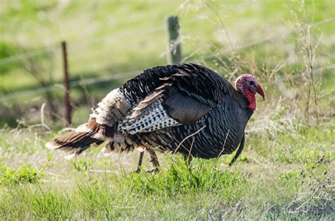 Turkey Hunting Safety Tips