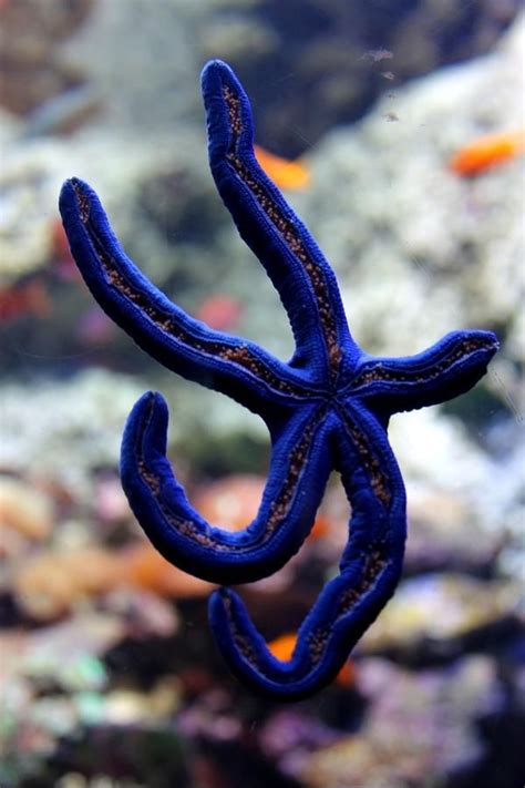 66 best images about Sea Star Life on Pinterest | Starfish, Chalice ...