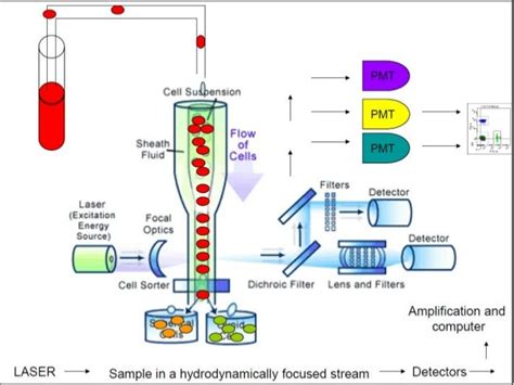 Flow Cytometry Basics Principles And Applications