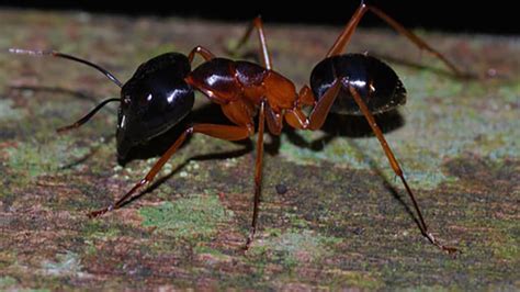 This Killer Ant Explodes to Take Out Its Enemies