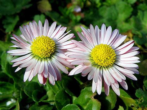 Nahuby sk Fotografia sedmokráska obyčajná Bellis perennis L