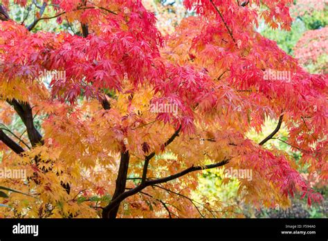 Acer Palmatum ‘elegans Japanese Maple In Autumn Stock Photo Alamy