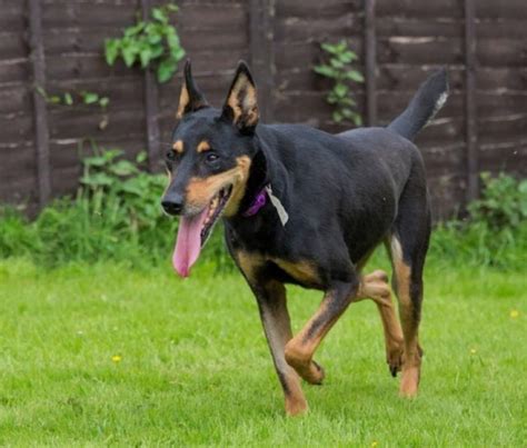 Photos De Dobermann Croisés