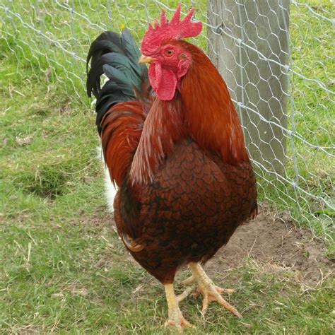 Rhode Island Red rooster | The Rhode Island Red is a America… | Flickr