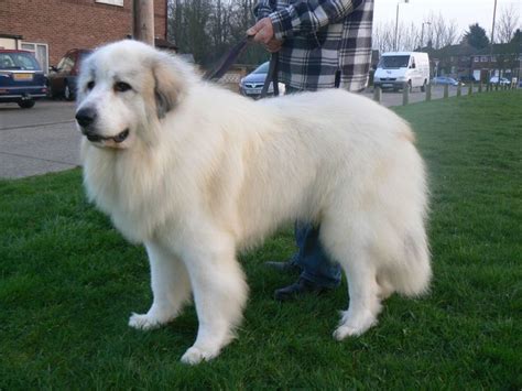 Pyrenean Mountain puppies and dogs for stud | Pets4Homes