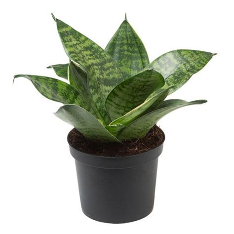 Sansevieria Enana Comprar En El Jardin De Rocco