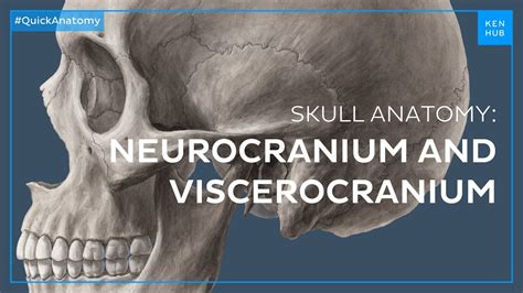 Head regions: Neurocranium and viscerocranium - Quick Anatomy | Kenhub - YouTube