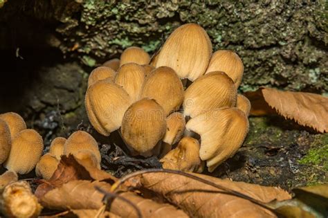 Mica Cap Coprinellus Micaceus Stock Image Image Of States