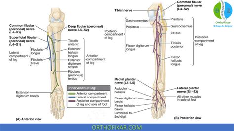 lateral compartment  leg orthofixar
