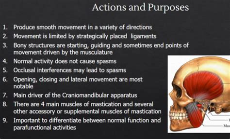 TMJ Anatomy Flashcards Quizlet