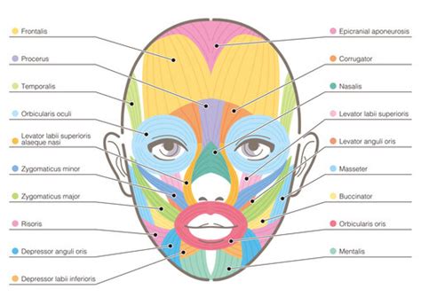 Human Face Anatomy