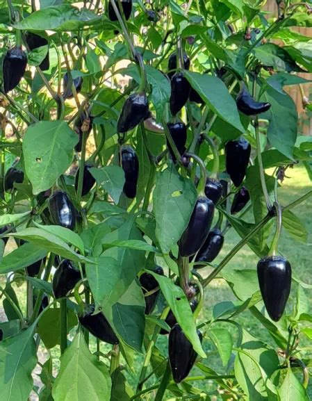 Ultimate Guide Growing Chilli Peppers In The Uk For Local Gardeners