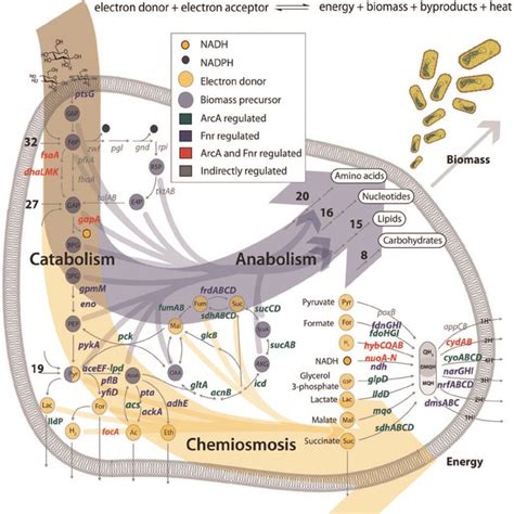 Flow Based Model Of The Metabolic Regulatory Network Explains Download Scientific Diagram