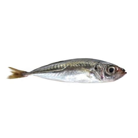 Carapau Ou Chicharro Peixe Da Espécie Trachurus Trachurus