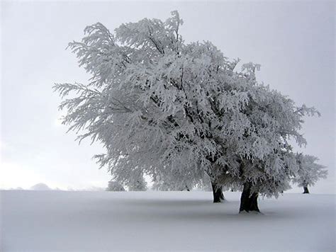 Rime | Frost, Ice, Snow | Britannica