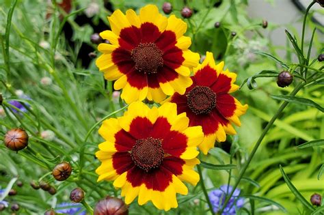 Coreopsis Flowers Planting Growing And Caring For Coreopsis