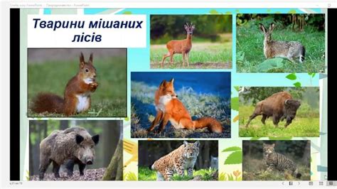 Тваринний світ України