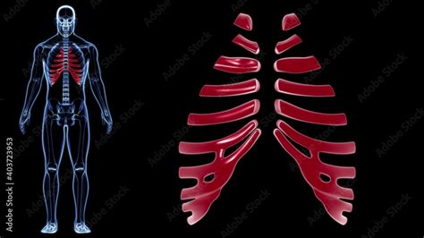 Human skeleton anatomy Costal Cartilage 3D Rendering Stock Illustration ...