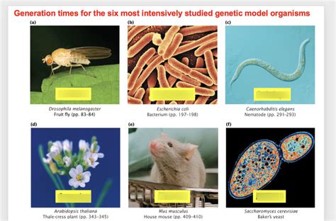 6 Most Used Genetic Model Organisms And Their Generation Times