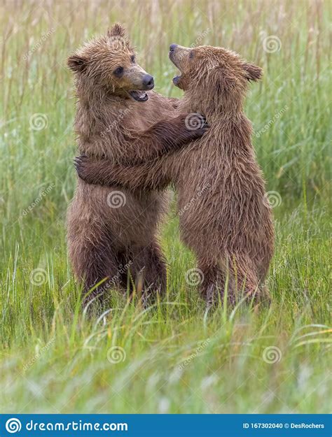 Coastal Brown Bear Cubs Play Fighting Foto De Archivo Imagen De