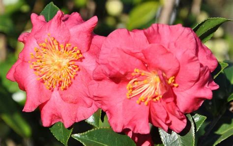 Our Top 5 Favorite Flowering Shrubs Flowering Shrubs Shrubs Plants