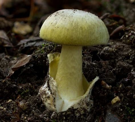 Amanita phalloides, Deathcap mushroom