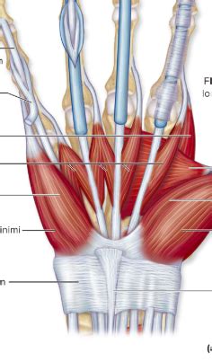 Muscles of the hand Diagram | Quizlet